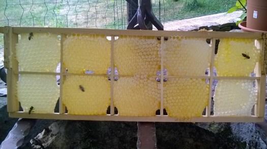 WP_20160727_13_50_00_Pro 1